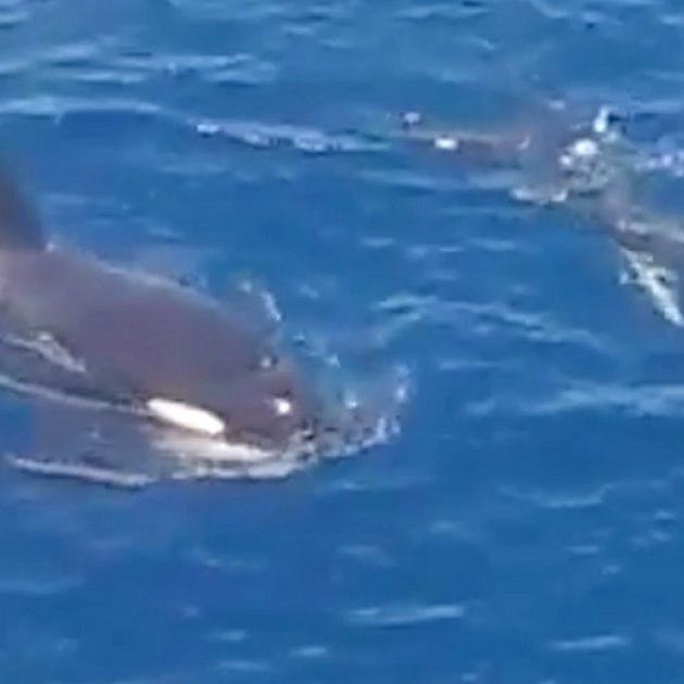 Orcas Sighted For The First Time In Terengganu Wat..