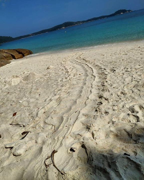 Turtle Tracks Spotted By Our Volunteers Fuze_ecote..