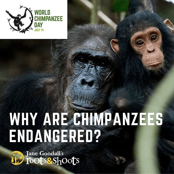 Why Are Chimpanzees Endangered?. – Loss Of Habitat..