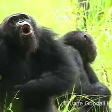 Jane Goodall’s Pant Hoots 101