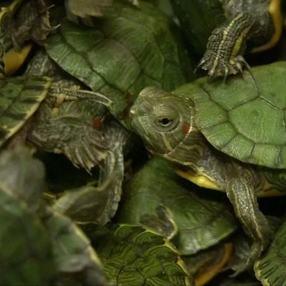 More Than 5,000 Turtles Seized At Malaysia Airport