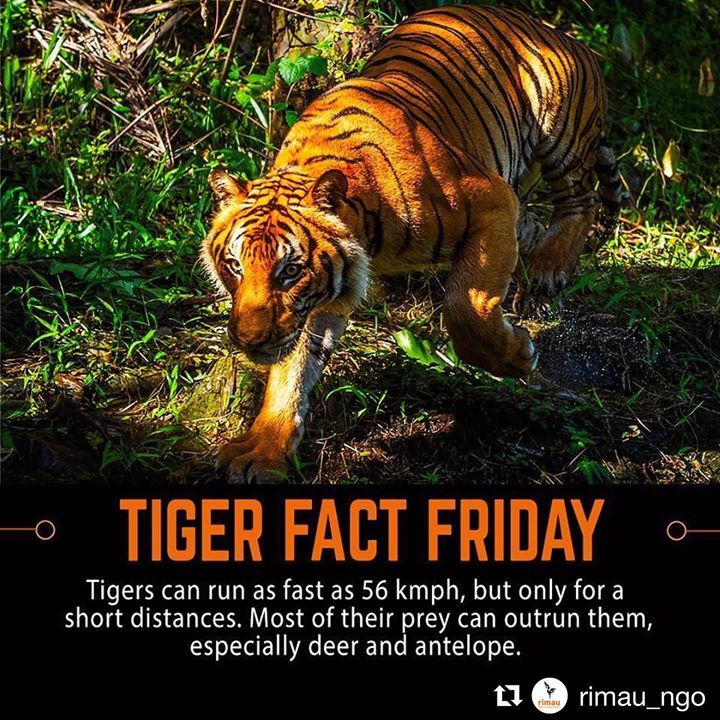 Tiger’s Speed. Repost Rimau_ngo. Tigerfactfriday F..