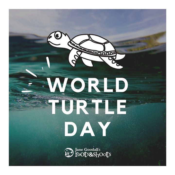 Happy World Turtle Day. Here Are Some Turtle Facts..