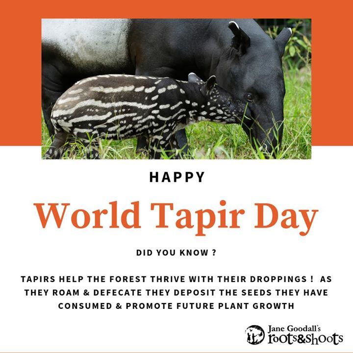 Happy World Tapir Day Tapirs Are Herbivorous Anima..