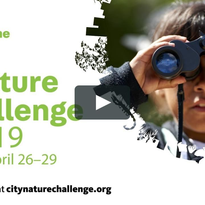 2019 City Nature Challenge
