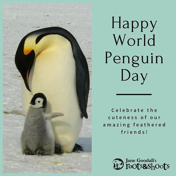 Happy World Penguin Day This Day Is Celebrated On ..