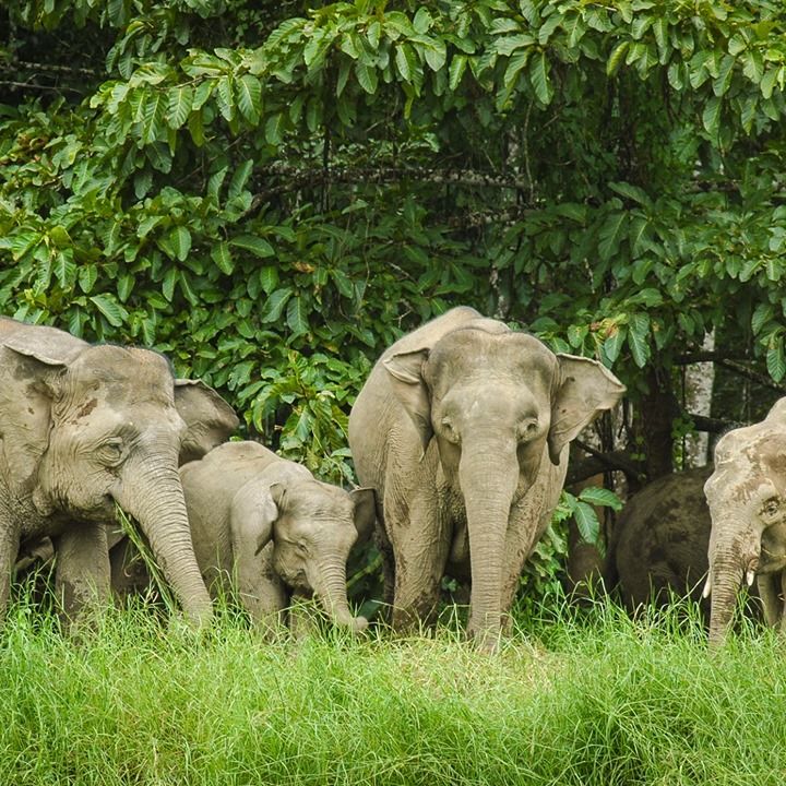 Elephants Are The Latest Wildlife Species To Face ..