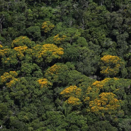 Natural Forests Best Bet For Fighting Climate Chan..