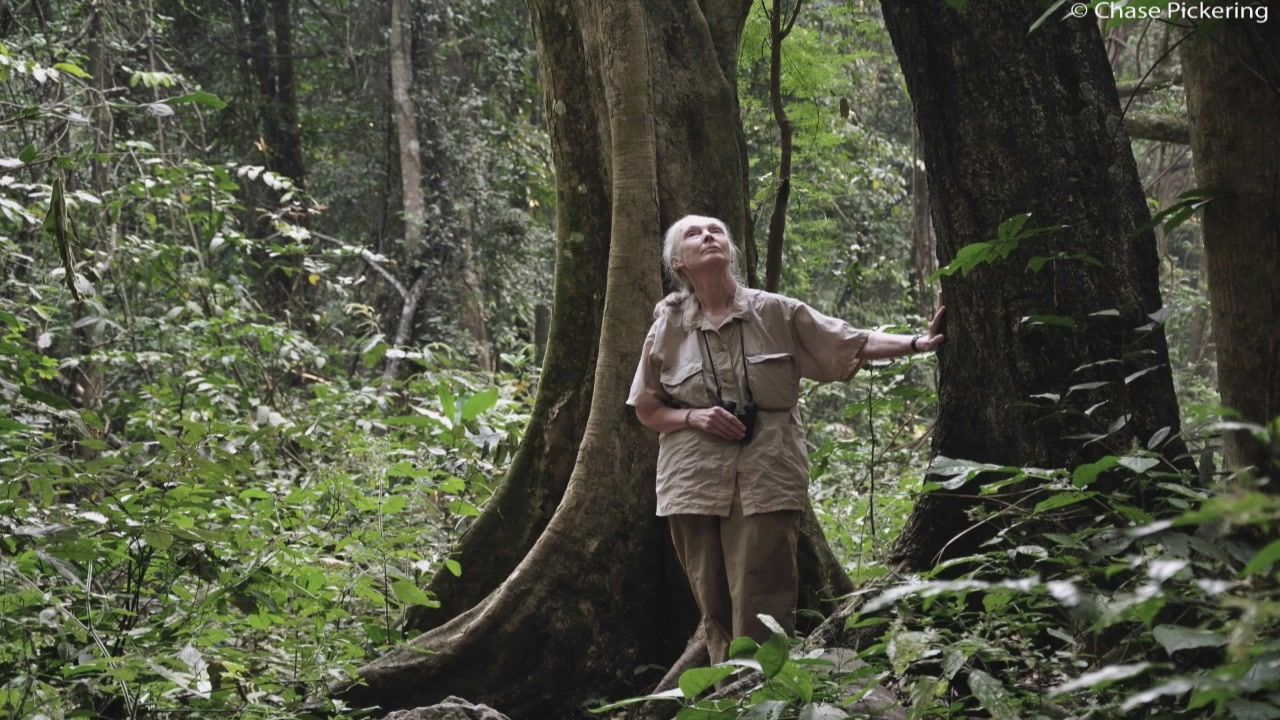 Dr. Jane Goodall, Our Role Model And Source Of Ins..