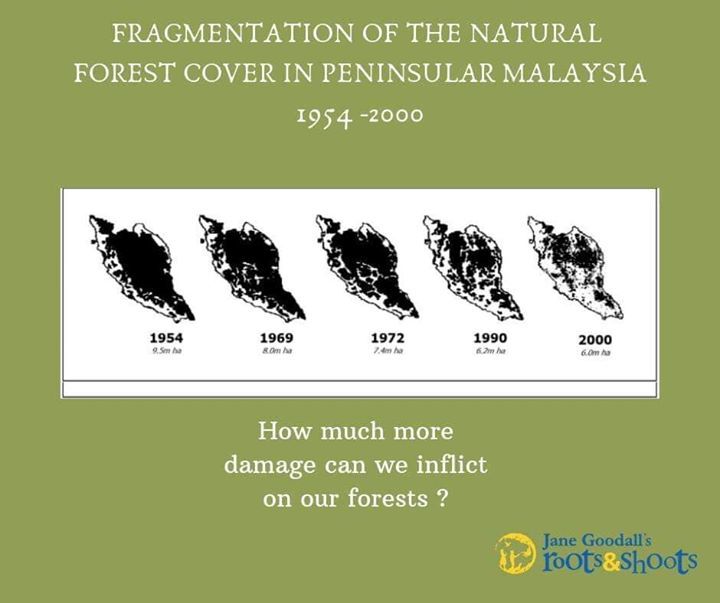 Over The Years In Malaysia, Forest Fragmentation C..