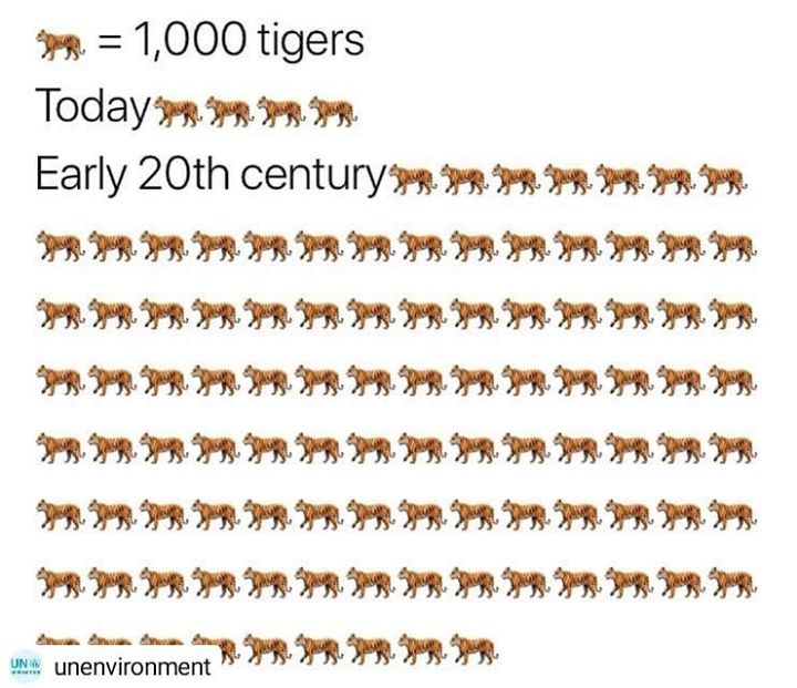 In Malaysia, There Are Fewer Than 250 Malayan Tige..