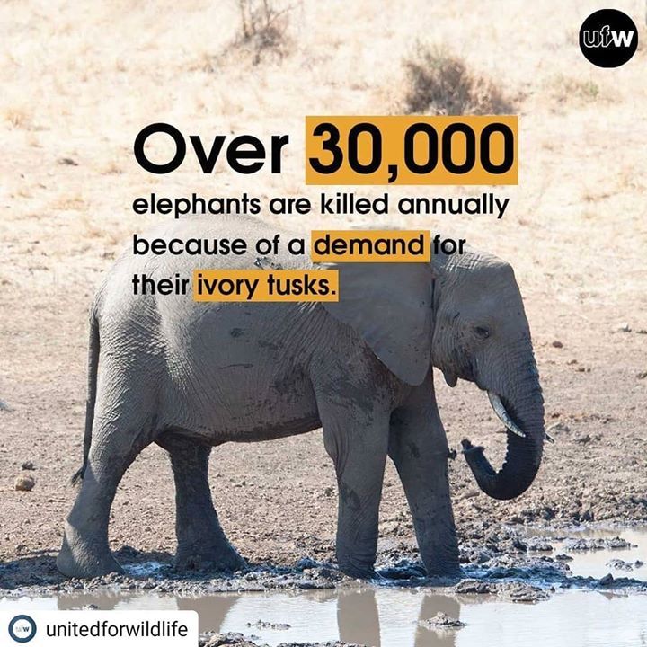 Saynotoivory. An Important Repost From Unitedforwi..