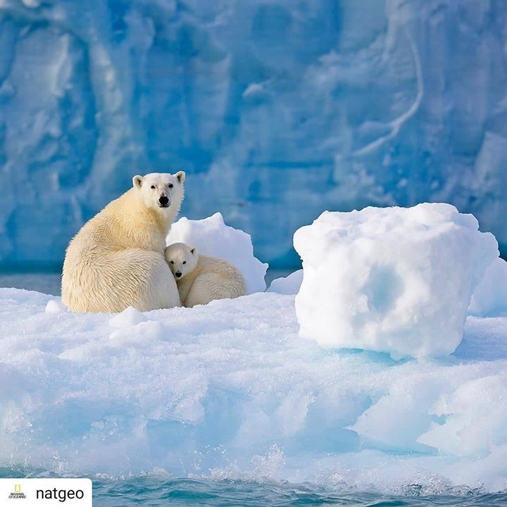 Repost Natgeo. Photo By Florianschulzvisuals Polar..