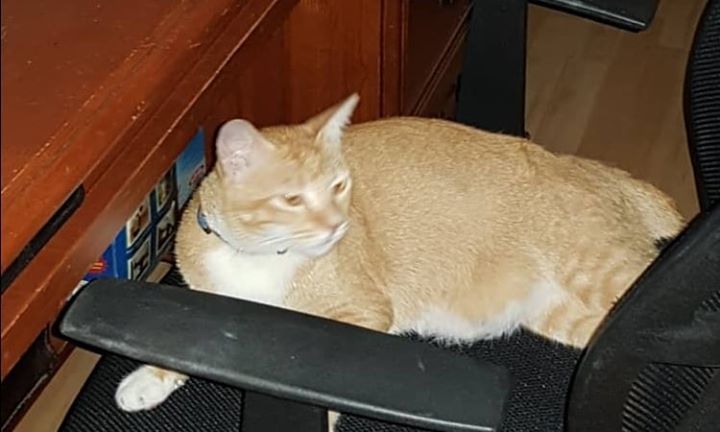 Petfinder lost best sale cat