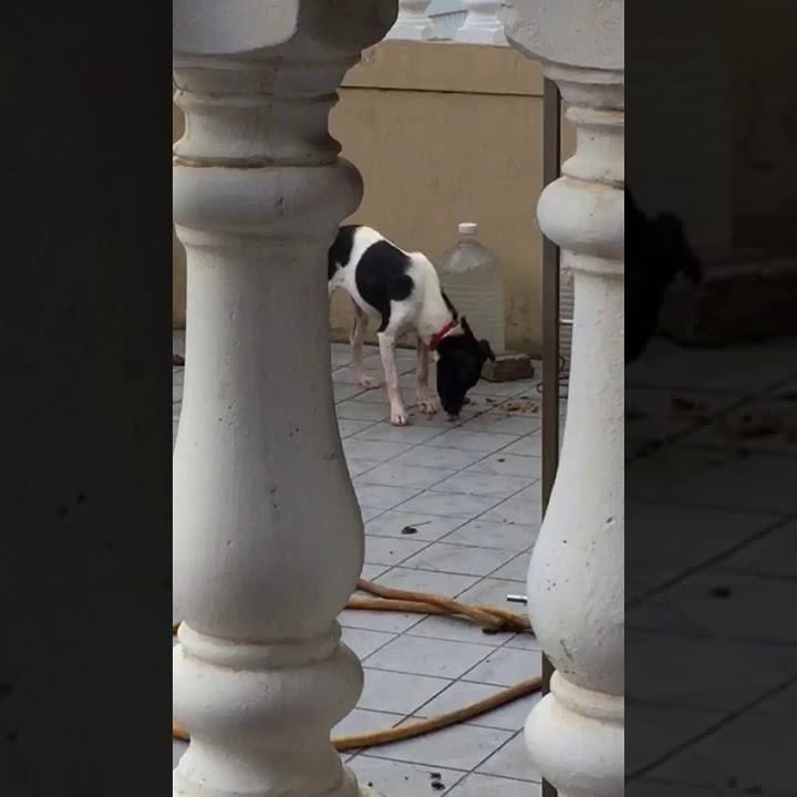 Kebuluran Di Aidilfitri : Anjing Makan Tahi Sendiri