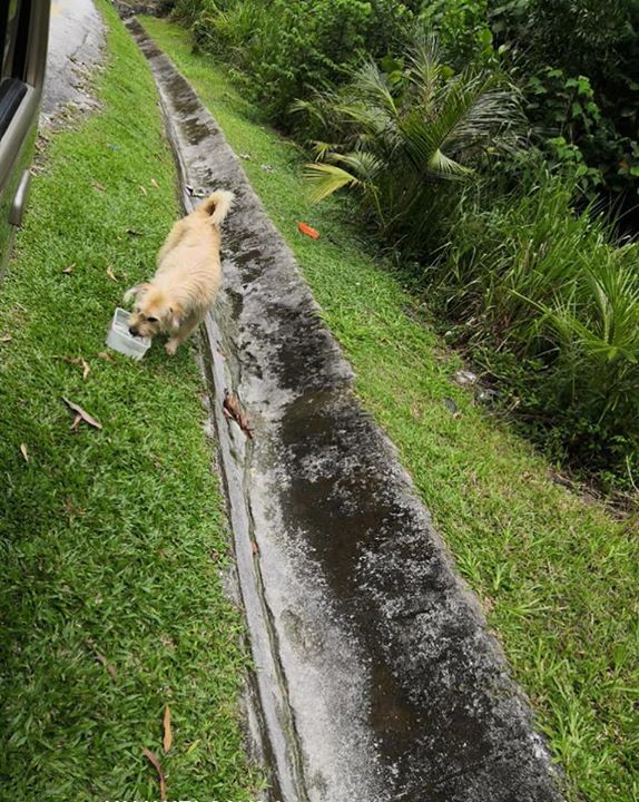 Kemana Anjing Berbaka Long Hair Ini Mahu Tujui? Hi..