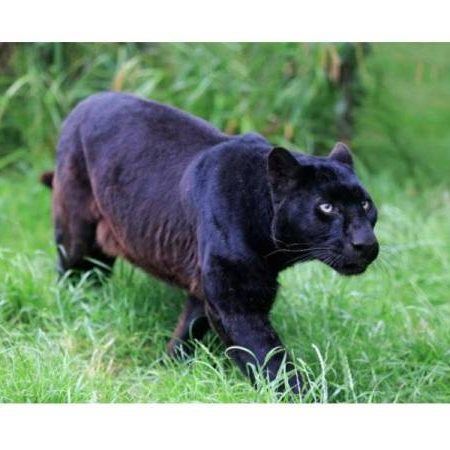 Harimau Kumbang Muncul Di Dungun