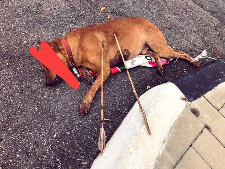 Apa Dosa Anjing Di Malaysia Hingga Sering Dibunuh?..
