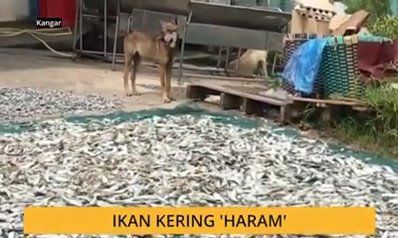 Keadaan Begini Disebabkan Desakan Hidup Sang Anjin..