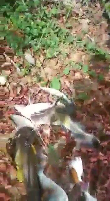 Janganlah Diletupkan Hidupan Air. Ia Memusnahkan K..