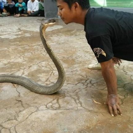 ‘raja Ular’ Parah Dipatuk Tedung Selar