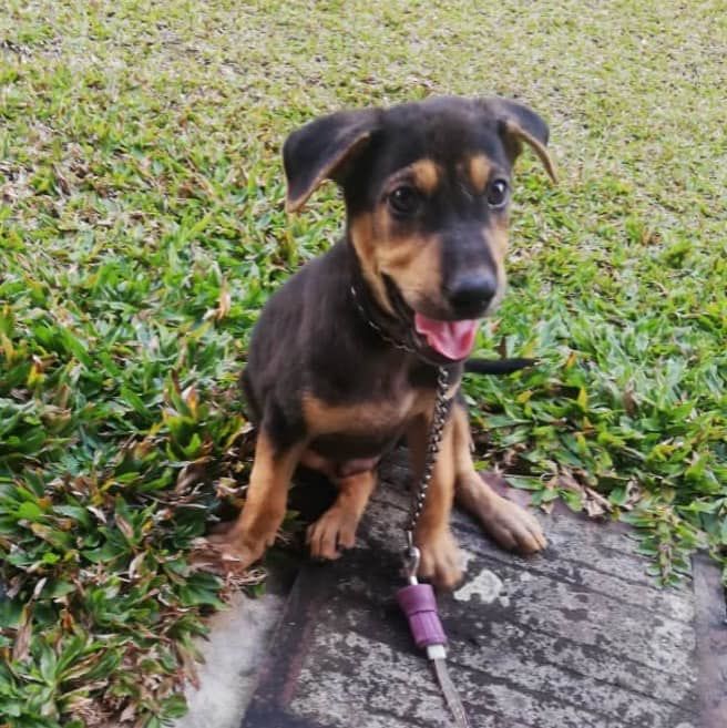 Sharing Post For Edward. Pup For Adoption. Contact..
