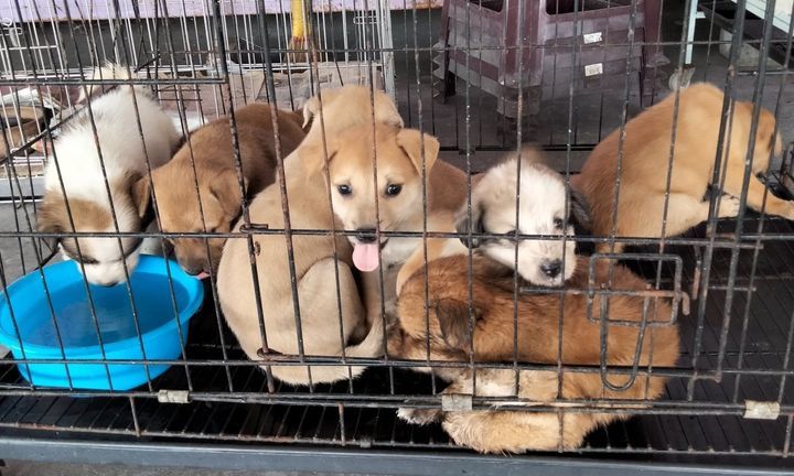 Puppies For Adoption. Interested Please Whatsapp S..