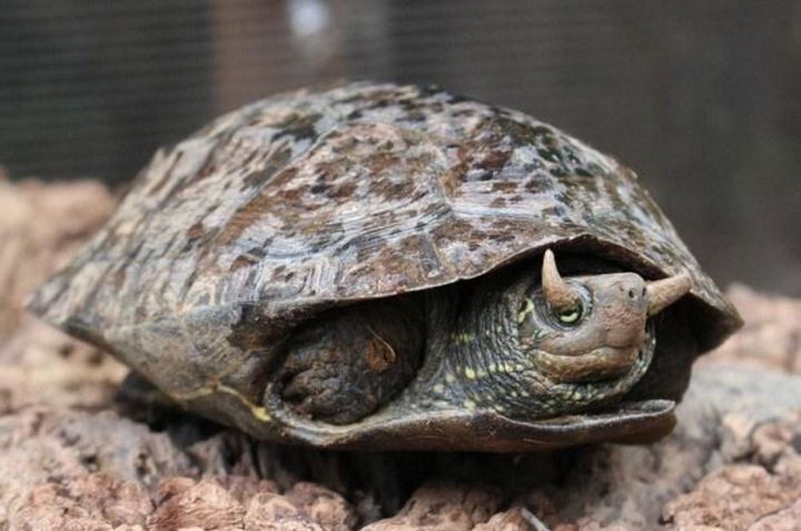 Have You Ever Seen A Turtle With Horns?. A Japanes..