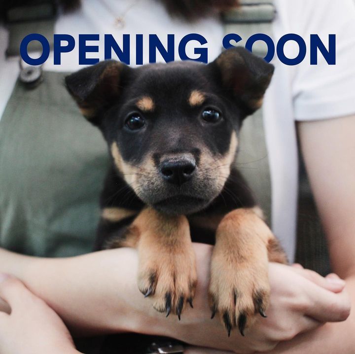 Get Ready For March 1 2021. Spca Singapore Will Be..