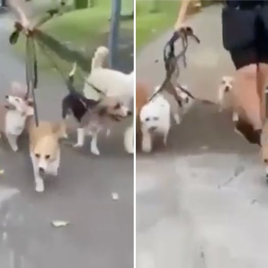 Video Of S’pore Dog Trainer Kicking Corgi Twice For Crossing Her Path While Walking 10 Dogs Sparks Backlash