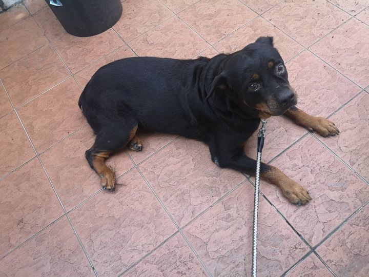 This 10-Year-Old Rottweiler Is Called Queenie. Her..