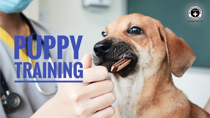 Puppy Training Webinar