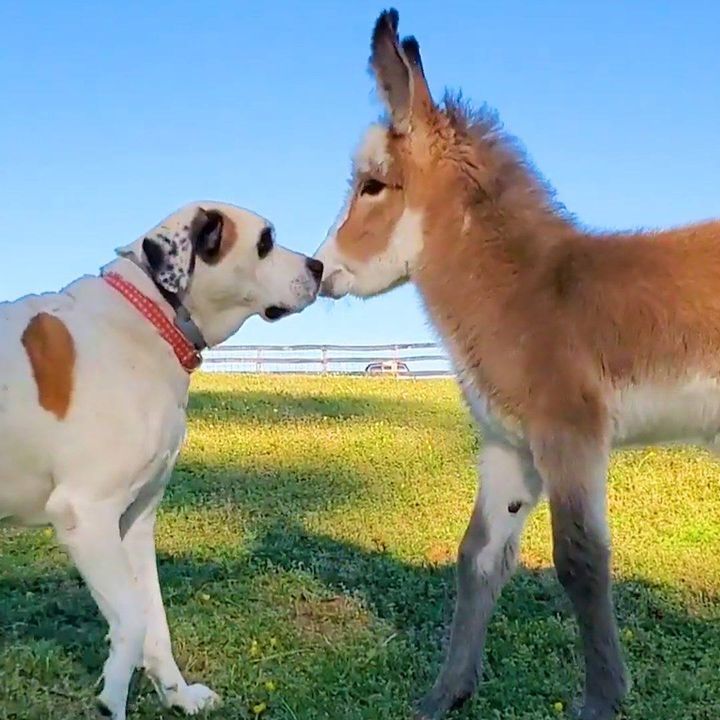 Dog Becomes Obsessed With A Newborn Donkey