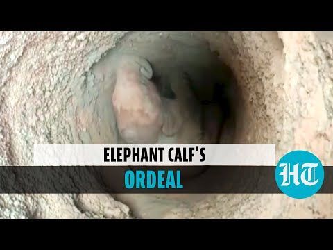 Watch: Elephant Calf Falls Into Well, Rescued Using Rope Contraption In Odisha
