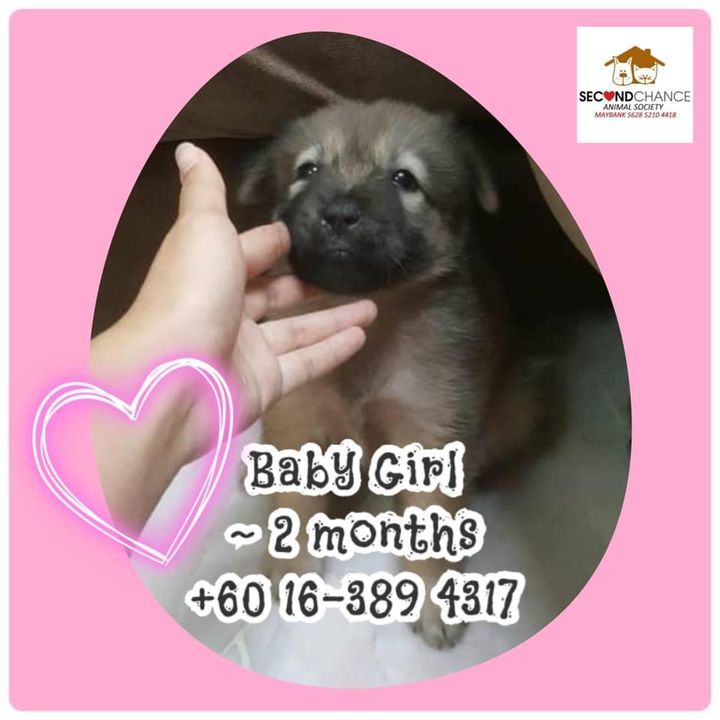 Be My Furever Family Pet Adoption Drive Is On Toda..