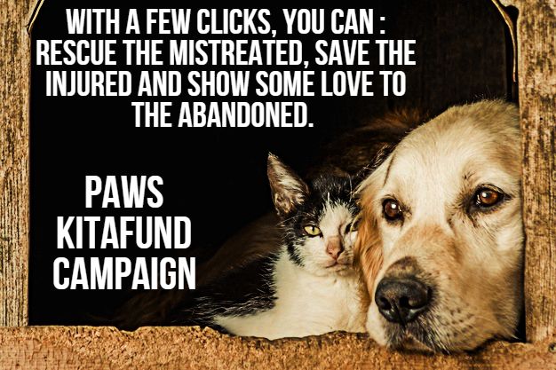 Paws Kitafund Campaign. We Now Have A Crowdfunding..