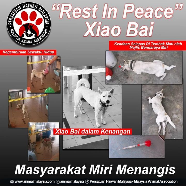 Masyarakat Miri Menangis. Kematian Anjing Xiao Bai..