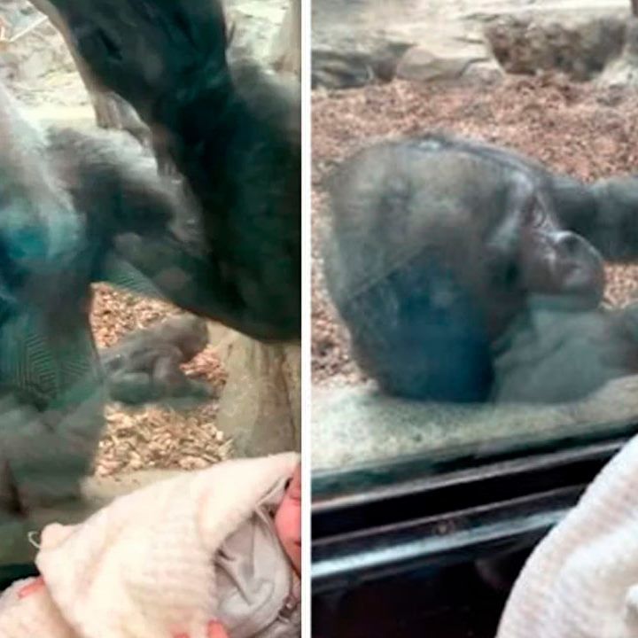 Momento En Que MamÃ¡ Gorila Le Presenta Su CrÃ­a A Una Mujer Con Su BebÃ©