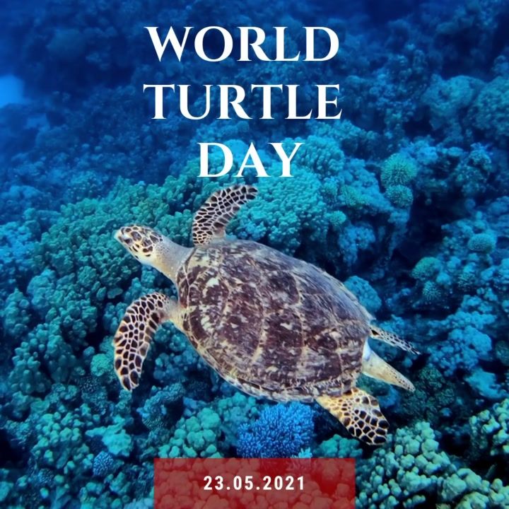 Happy World Turtle Day. One Way That We Can Help O..