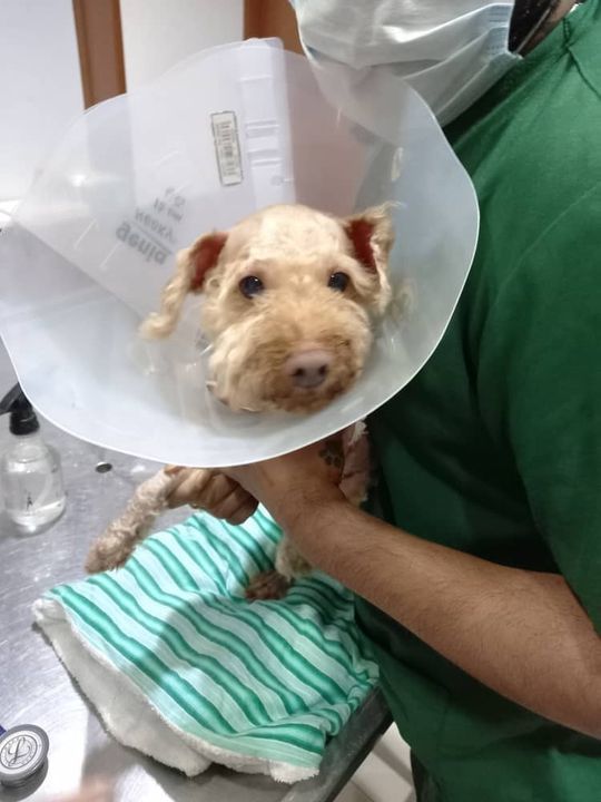 Gasing veterinary hospital 24 hours cheap