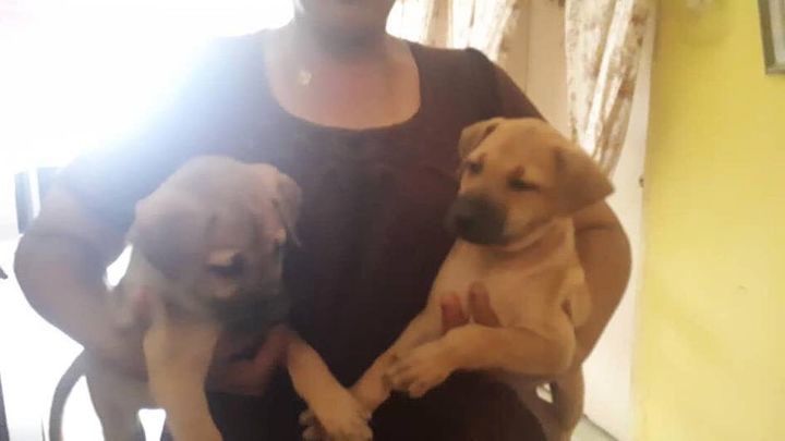 Msg Fr Siok Hean. 4 Female Puppies. Mixed Breed. 1..