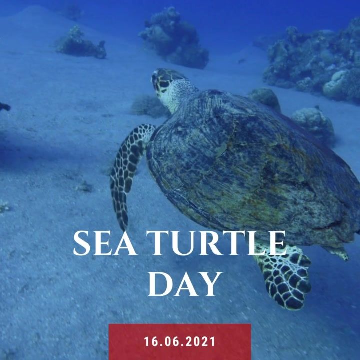 Its World Sea Turtle Day. We Can All Do Our Part B..