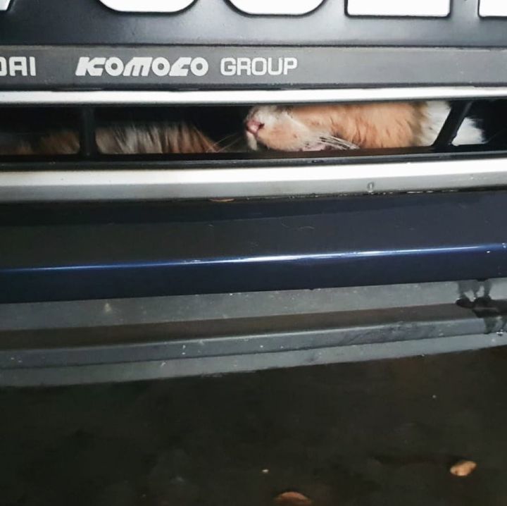 Spca Rescues Cat Stuck In Car Engine. Halted From ..