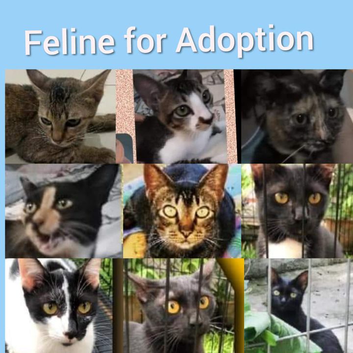 Feline Looking For Sweet Loving Home. Want To Adop..