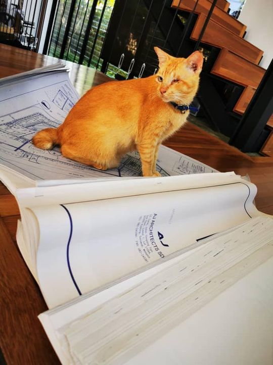 Rocky Is Checking Out The Designs Of Our New Anima..