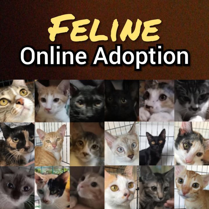 Feline Looking For Loving Home 020821. This Is An ..