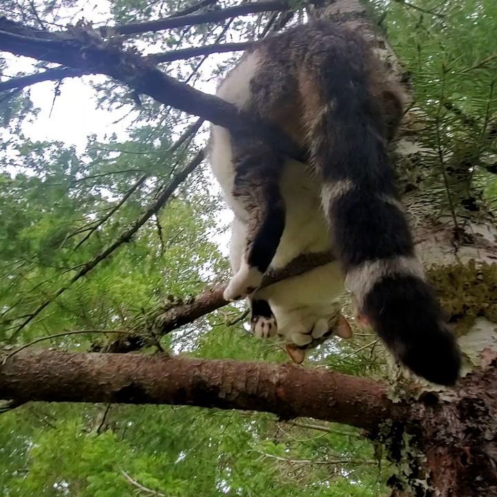 Cat Gets Himself Stuck Way Up A Tree