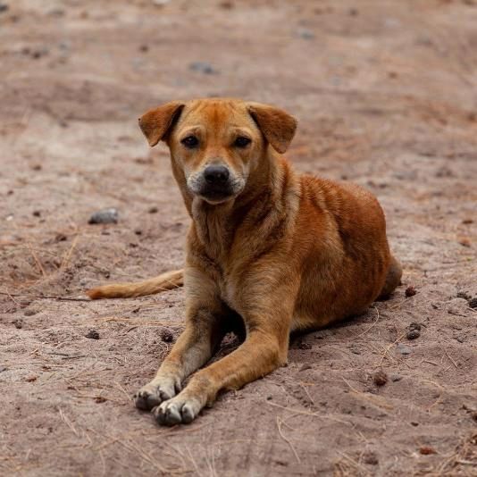 Cameron Highlands Councilâ€™s Offer Of Money For Stray Dogs Unlawful: Ngo