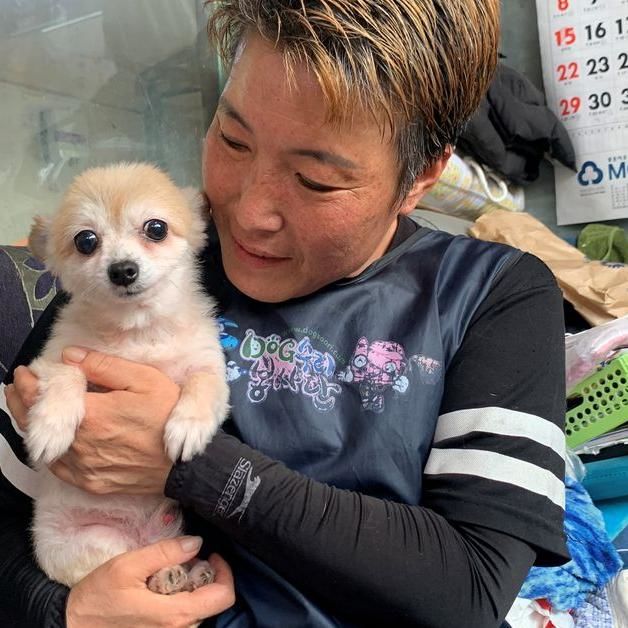 S.korea To Grant Legal Status To Animals To Tackle Abuse, Abandonment