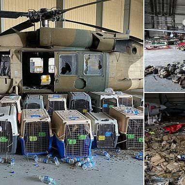 Us Military Abandoned Dozens Of Dogs Alongside Planes In Kabul